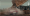 تاتا 4.webp